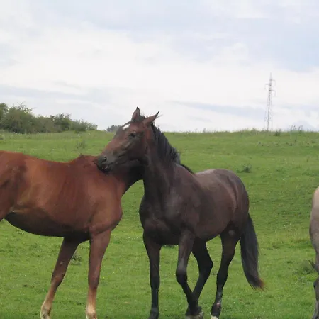 Bed & Breakfast La Place Verte 3*