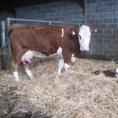 Bed & Breakfast La Place Verte