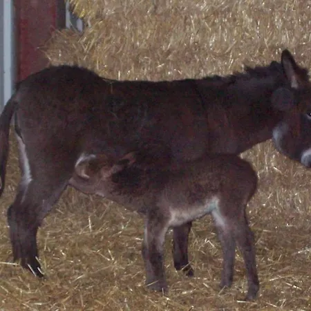 La Place Verte 3* Surice