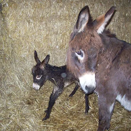 La Place Verte Surice